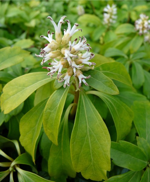 Green Carpet Pachysandra (Japanese spurge)