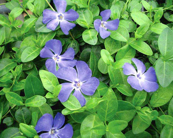 Evergreen Periwinkle