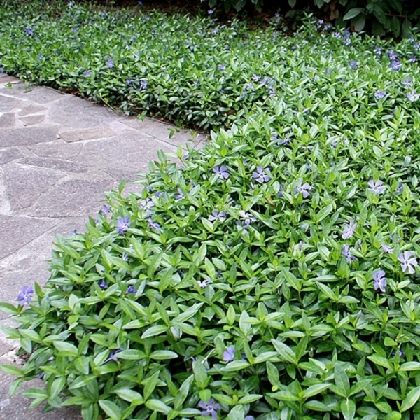 Evergreen Periwinkle