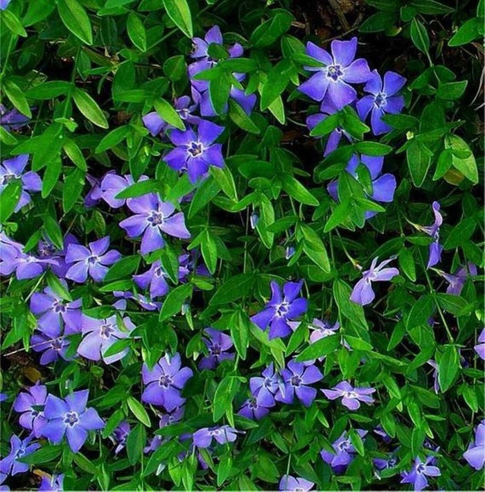 Evergreen Periwinkle