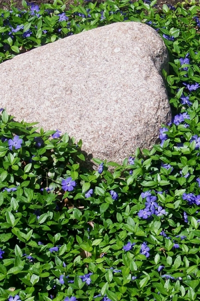Evergreen Periwinkle