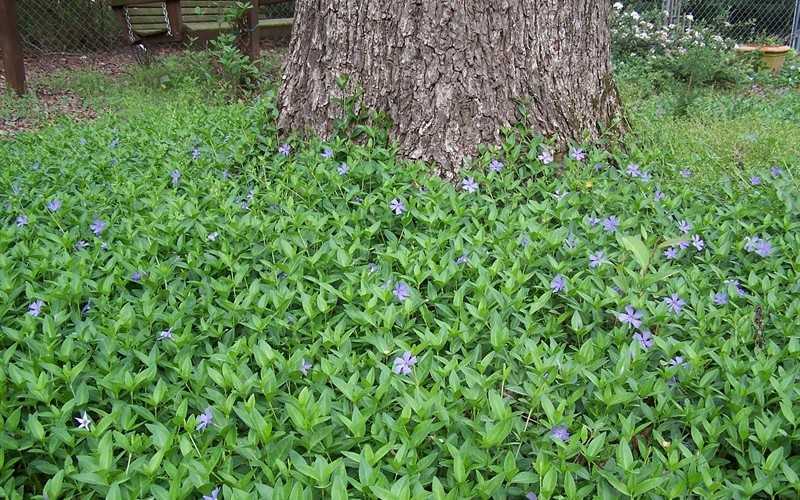 Evergreen Periwinkle