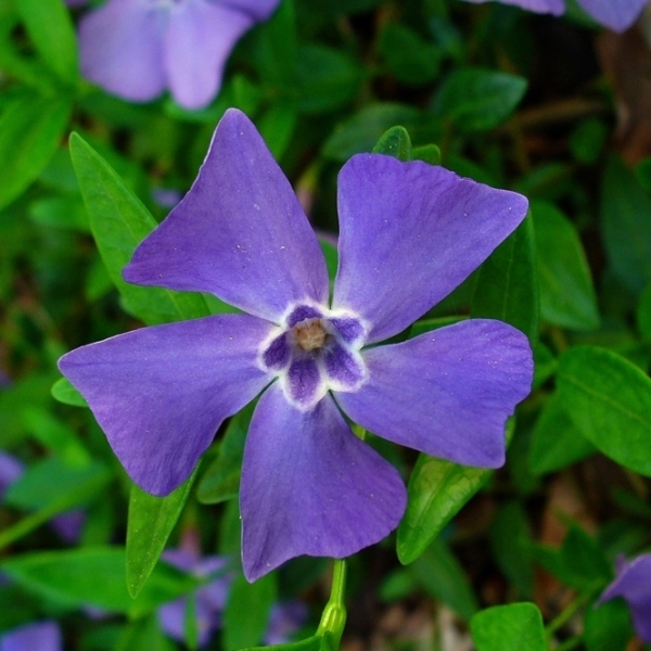Evergreen Periwinkle
