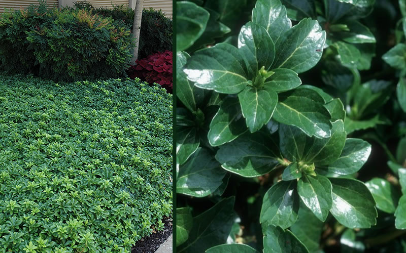 Green Sheen Pachysandra (Japanese spurge)