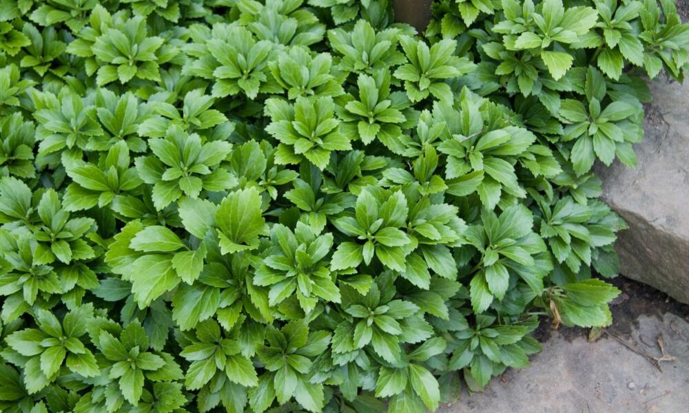 Green Sheen Pachysandra (Japanese spurge)