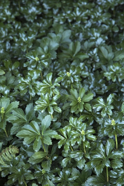 Green Sheen Pachysandra (Japanese spurge)