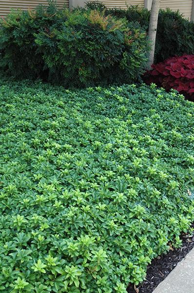 Green Sheen Pachysandra (Japanese spurge)