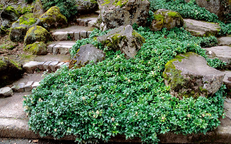 Green Sheen Pachysandra (Japanese spurge)