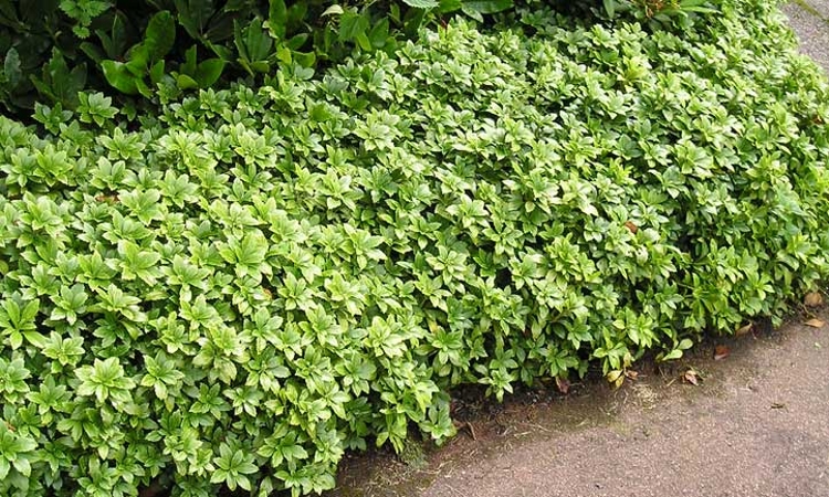 Green Sheen Pachysandra (Japanese spurge)