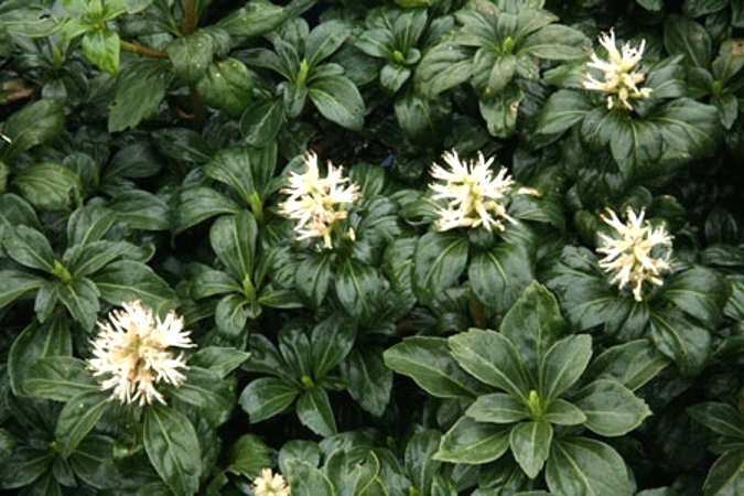 Green Sheen Pachysandra (Japanese spurge)