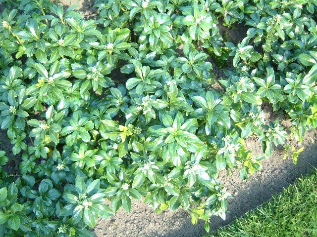 Green Sheen Pachysandra (Japanese spurge)
