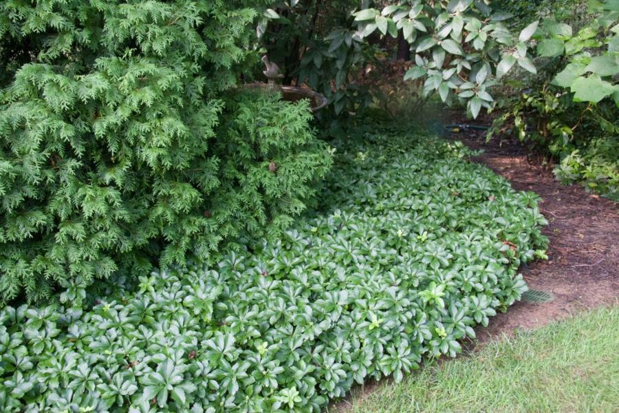 Green Sheen Pachysandra (Japanese spurge)