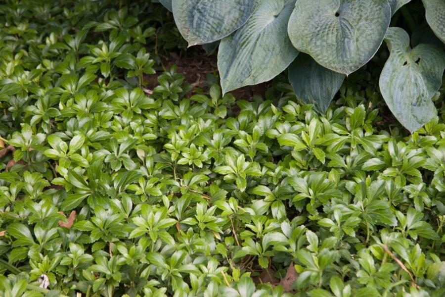 Green Sheen Pachysandra (Japanese spurge)