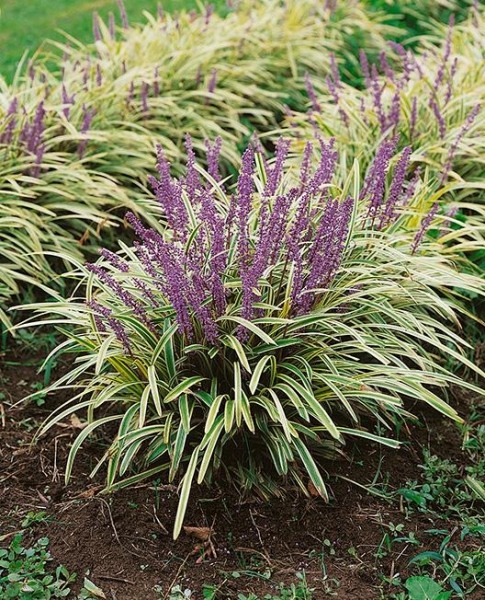 Variegated Liriope Lilyturf