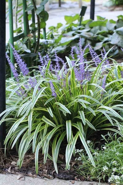 Variegated Liriope Lilyturf