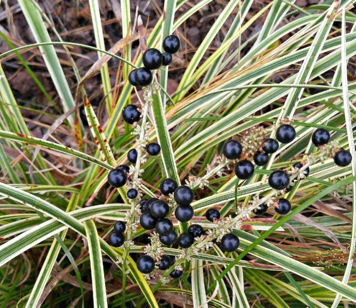 Variegated Liriope Lilyturf