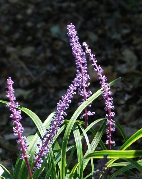 Variegated Liriope Lilyturf
