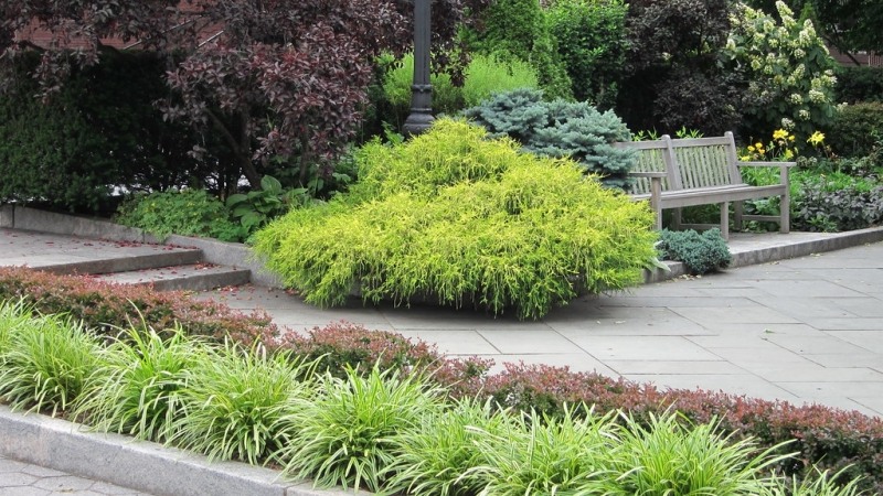 Variegated Liriope Lilyturf