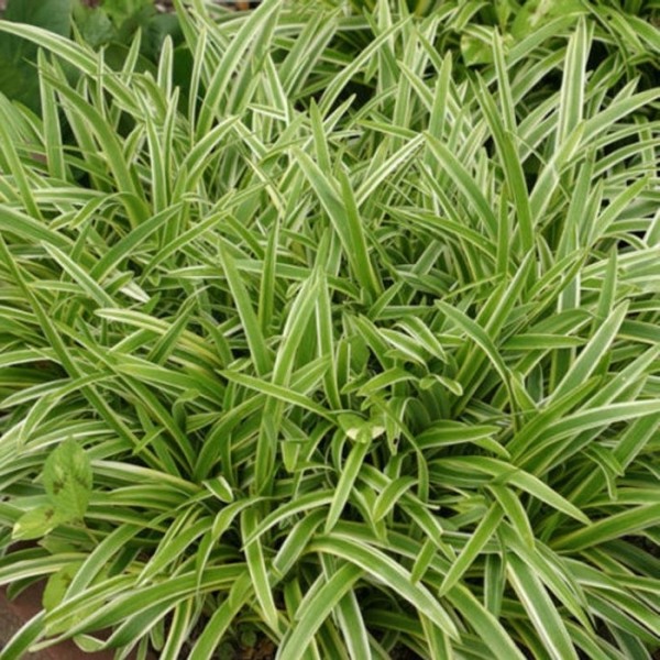 Variegated Liriope Lilyturf