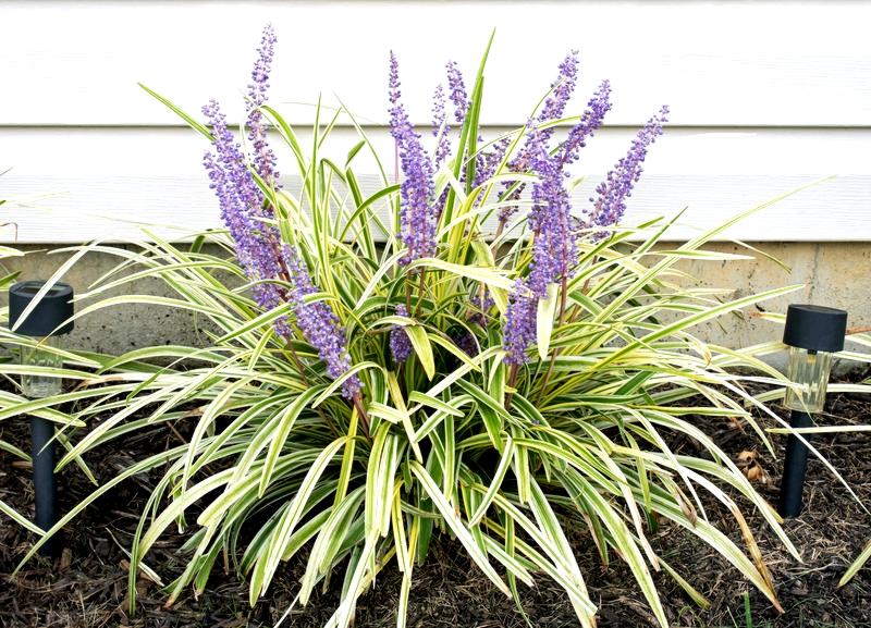 Variegated Liriope Lilyturf