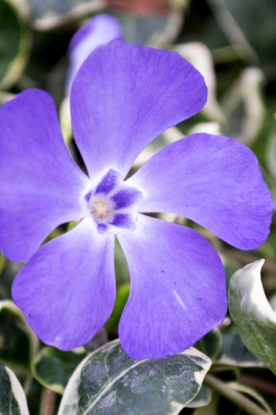 Ralph Shugert Variegated Periwinkle