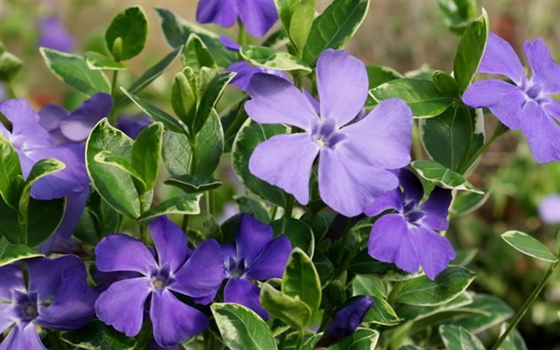 Ralph Shugert Variegated Periwinkle