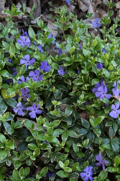 Ralph Shugert Variegated Periwinkle