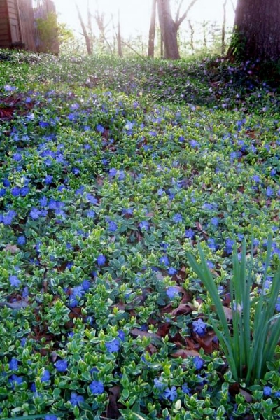 Ralph Shugert Variegated Periwinkle