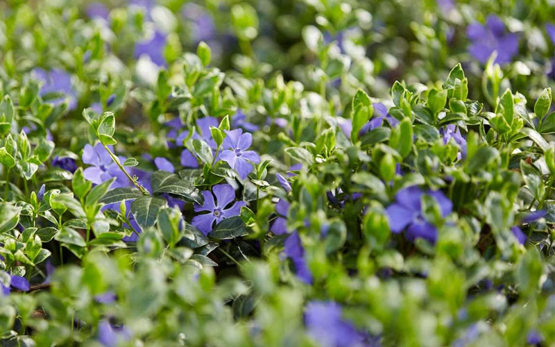Ralph Shugert Variegated Periwinkle