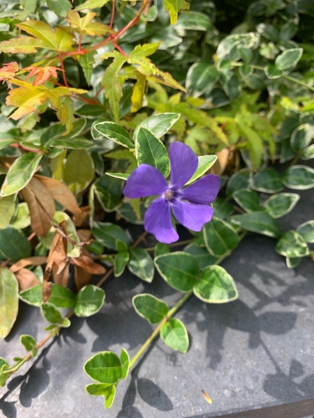 Ralph Shugert Variegated Periwinkle