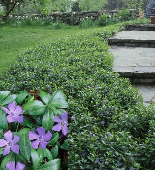 Ralph Shugert Variegated Periwinkle