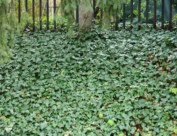 Baltic Ivy