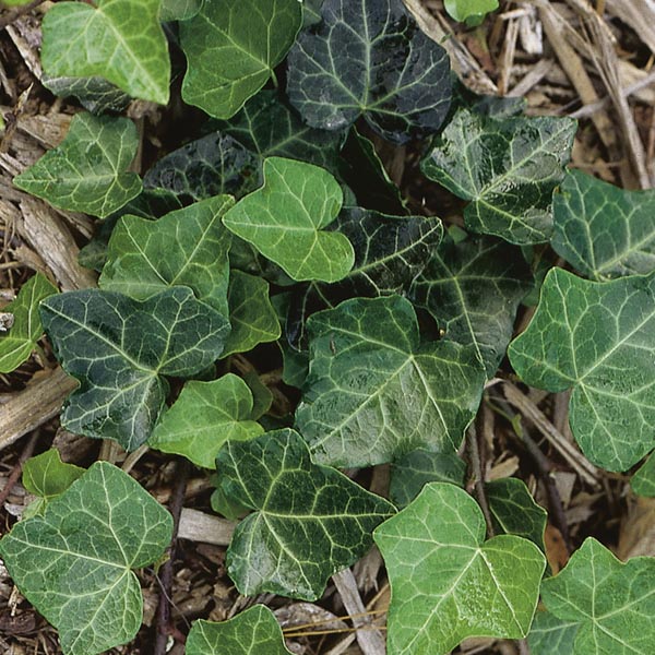 Baltic Ivy