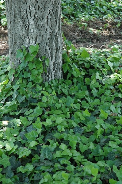 Baltic Ivy