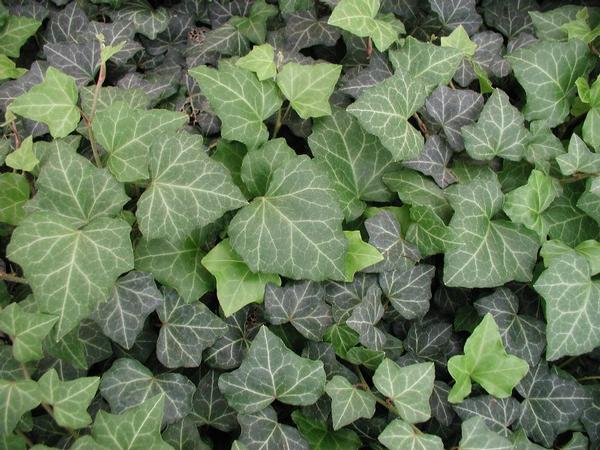 Baltic Ivy