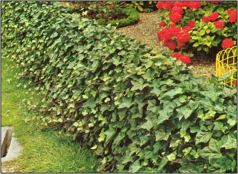 Baltic Ivy
