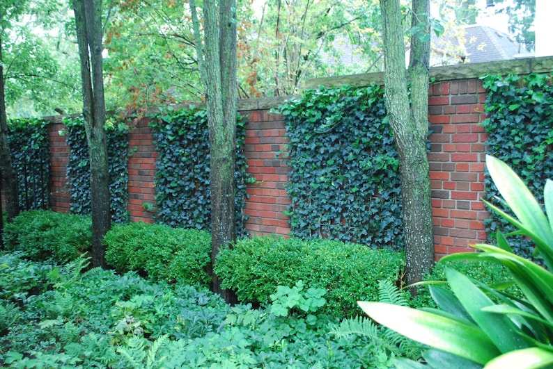 Baltic Ivy