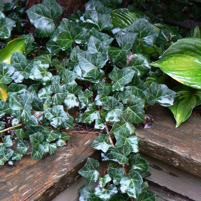 Baltic Ivy
