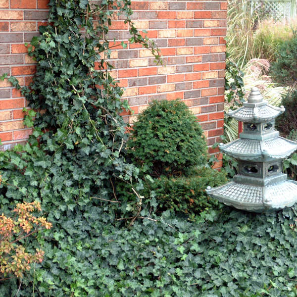 Baltic Ivy