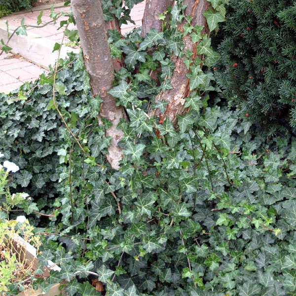 Baltic Ivy