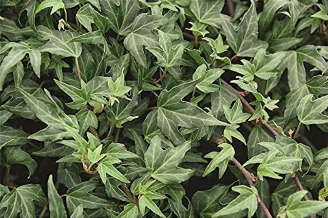 Needlepoint English Ivy