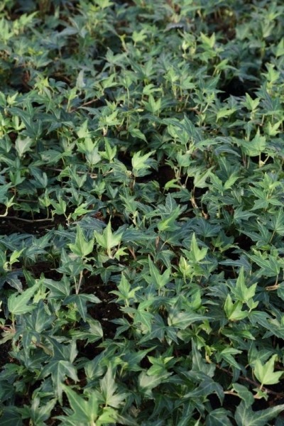 Needlepoint English Ivy