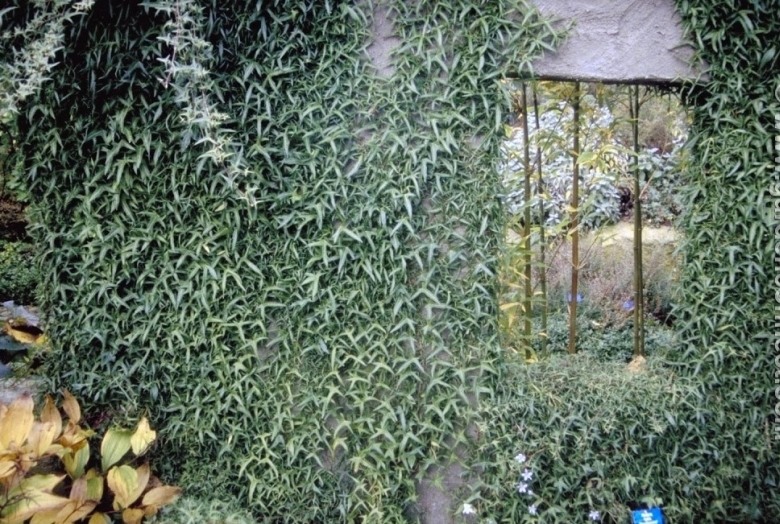 Needlepoint English Ivy