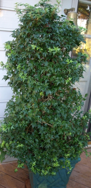 Needlepoint English Ivy