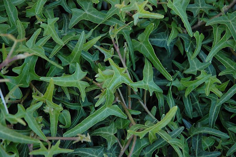 Needlepoint English Ivy