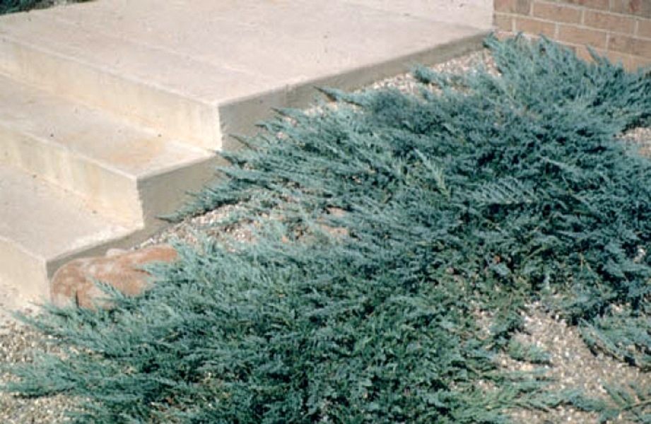 Bar Harbor Juniper