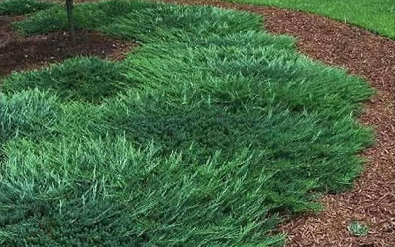 Bar Harbor Juniper