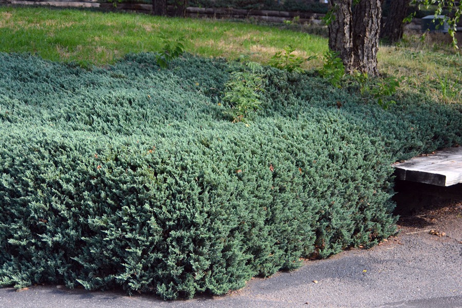 Bar Harbor Juniper