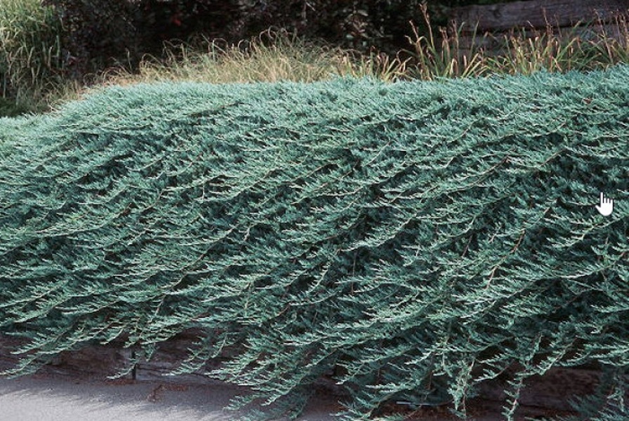 Bar Harbor Juniper