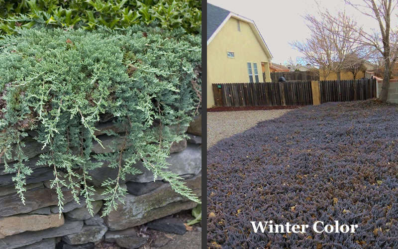 Blue Rug Juniper